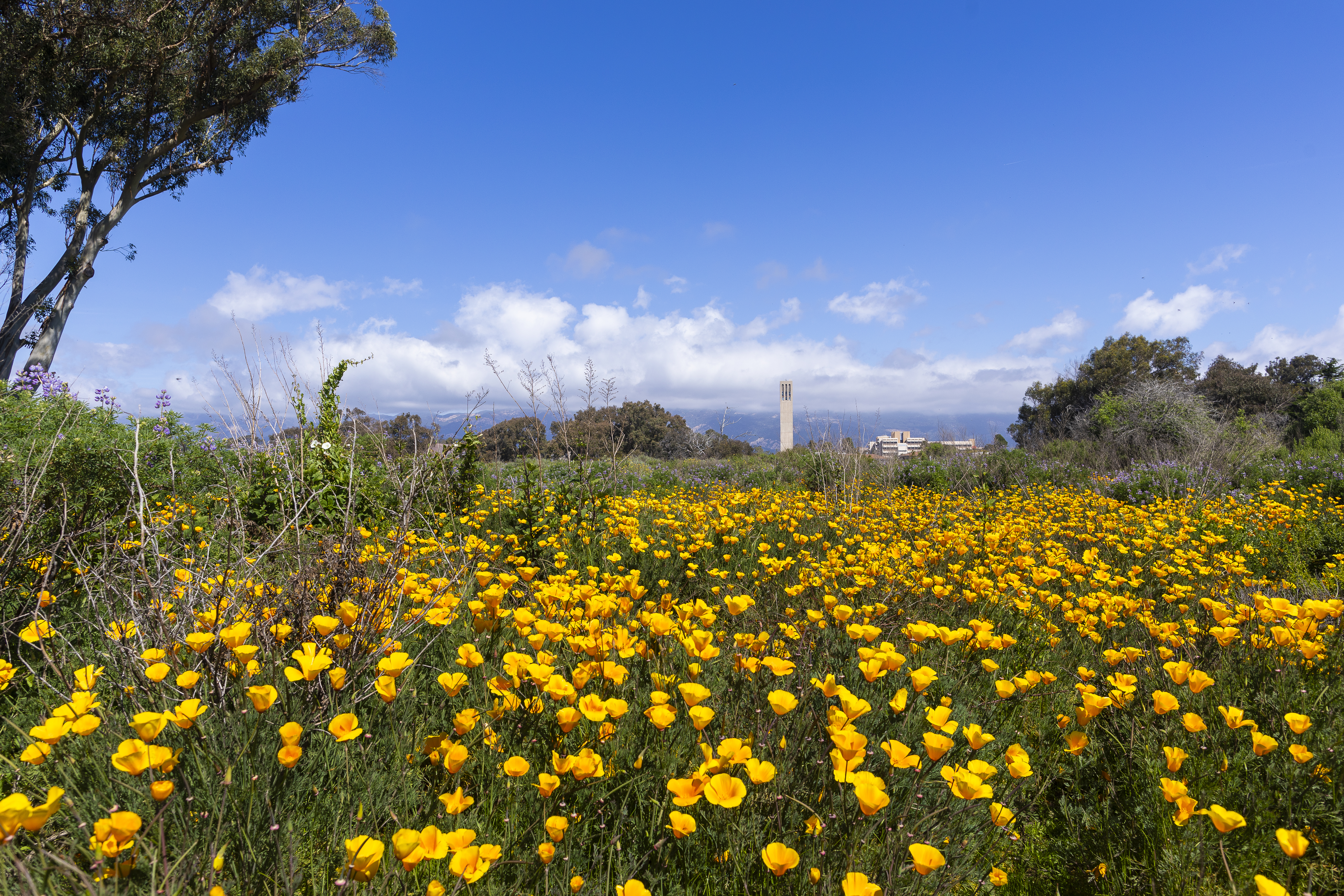 flowers blooming campus point